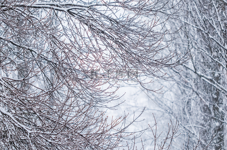 童话般蓬松的雪覆盖的树枝，白雪