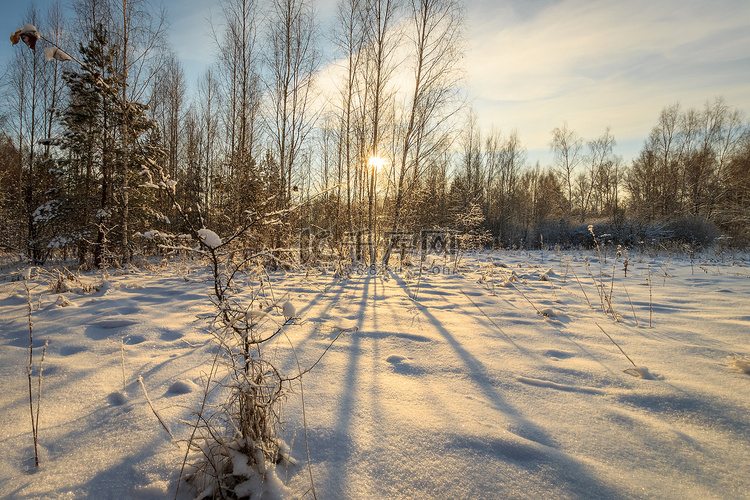 冬季白桦林美丽的日落