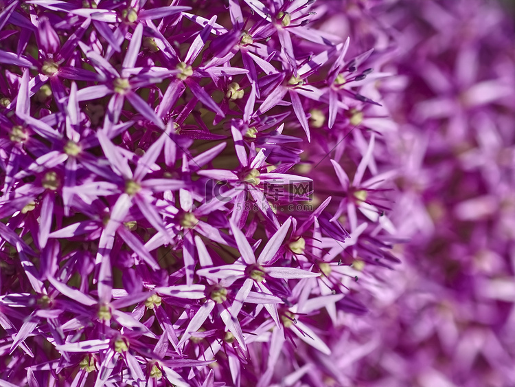 紫色开花的韭菜特写