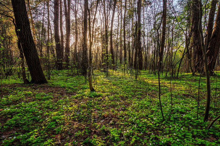 春天松树林的日落，有树和草。