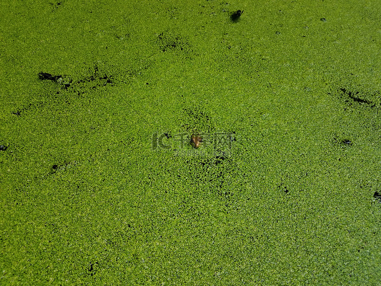 有绿色植物和青蛙头伸出来的死水