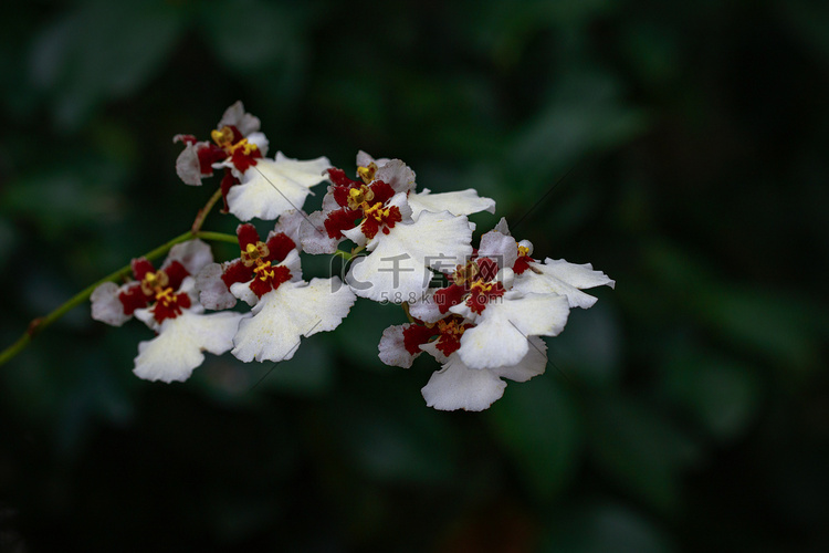 花园里白色文心兰花的图像。