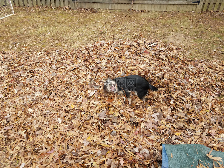 黑狗和棕色树叶和蓝色防水布