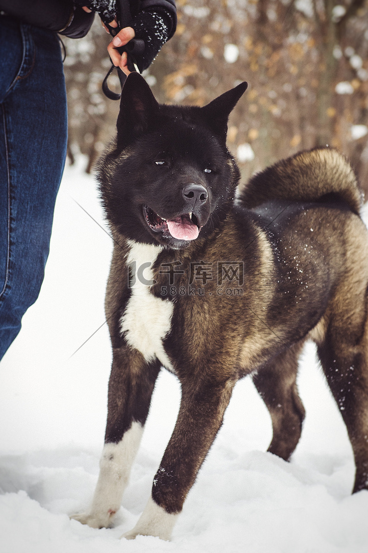 阿拉斯加雪橇犬在自然环境中的深