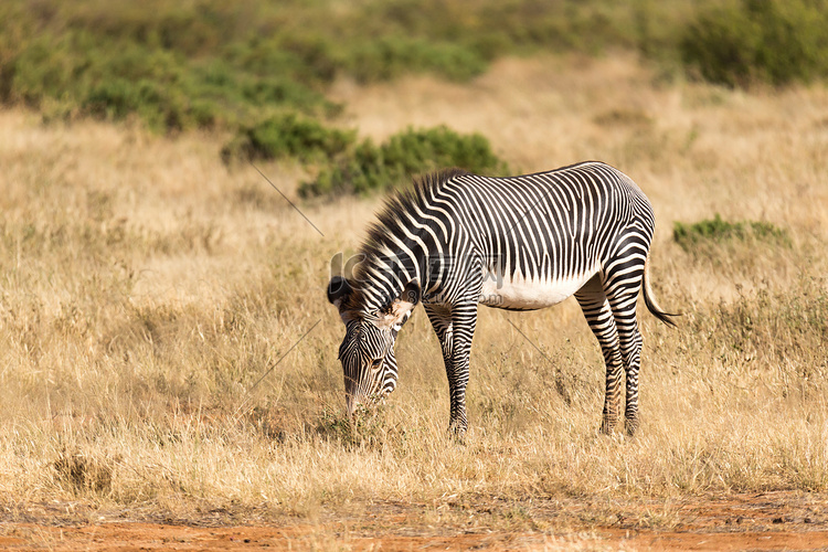 一只细纹斑马正在肯尼亚桑布鲁乡