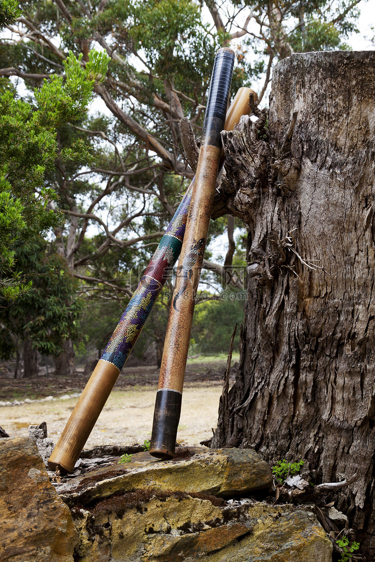 澳大利亚迪吉里杜管靠在巨大的树