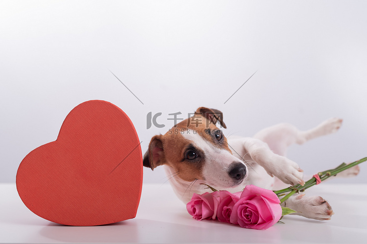 一只可爱的狗躺在一个心形盒子旁