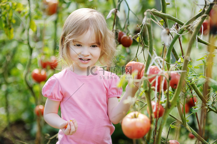 可爱的女孩在花园里摘西红柿
