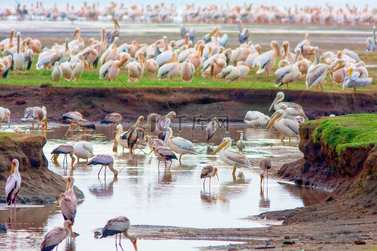 肯尼亚湖上的大量鸟类。