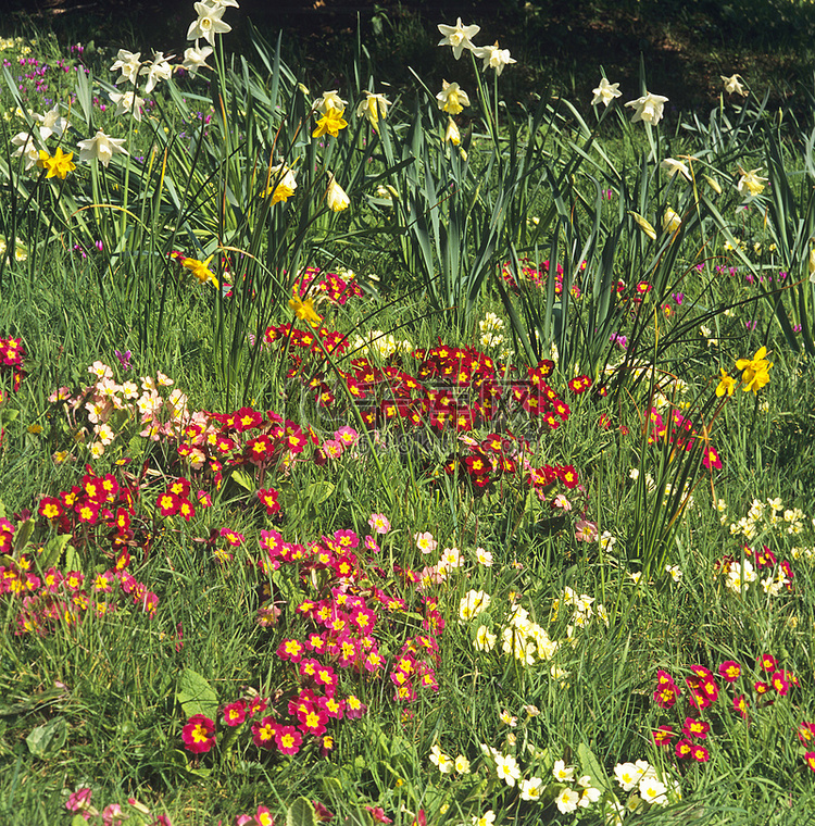 乡村花园中色彩缤纷的报春花的自
