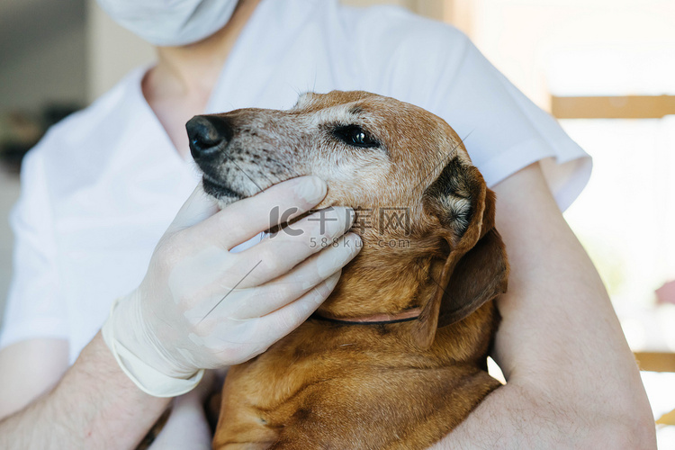 兽医检查一只老红狗的牙齿。
