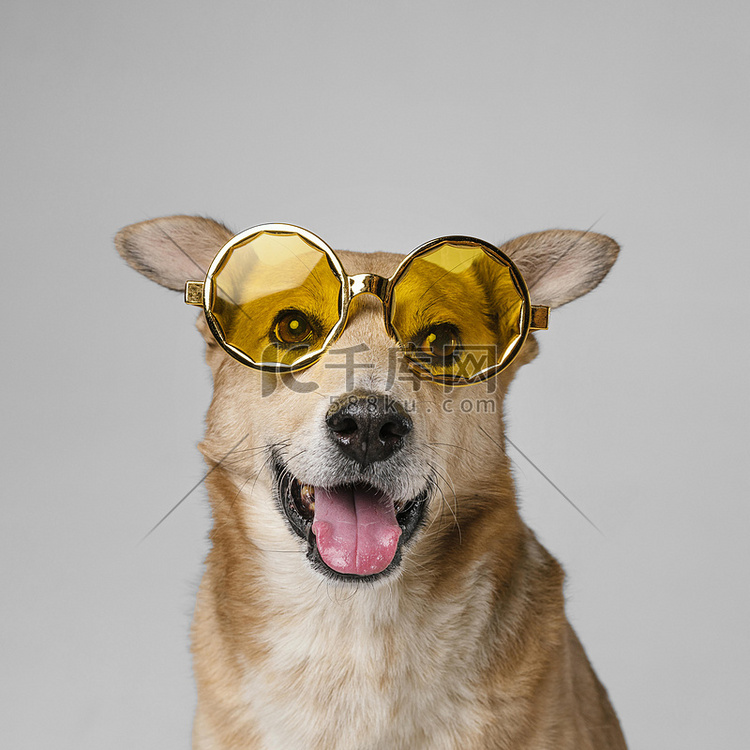 戴着墨镜的可爱笑脸狗。