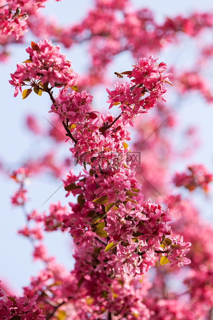 有粉红色花朵的树枝