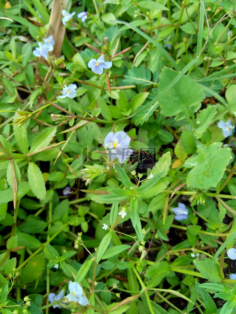 Bacopa monnieri