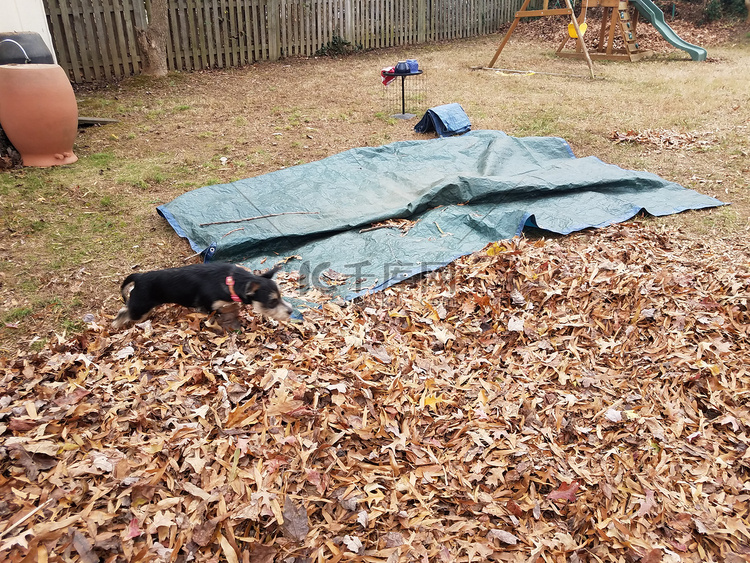 黑狗、棕色叶子和蓝色防水布