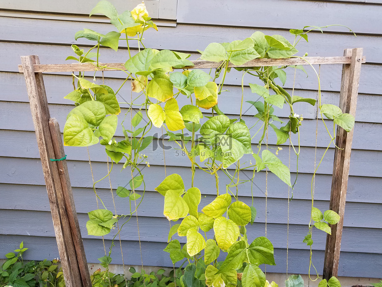 生长在木格子上的豆类植物或藤蔓