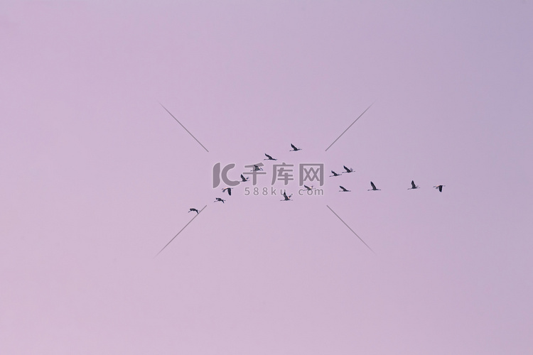 成群的鹤在天空中飞翔