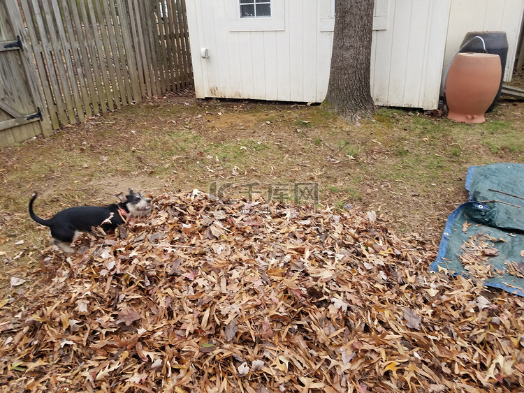 黑狗在落下的棕色树叶和蓝色防水