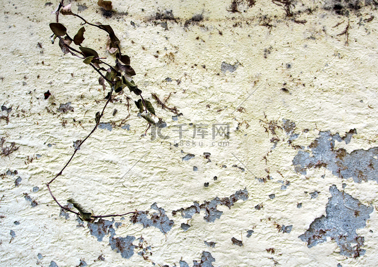 旧墙上裂开的颜色和枯死的常春藤