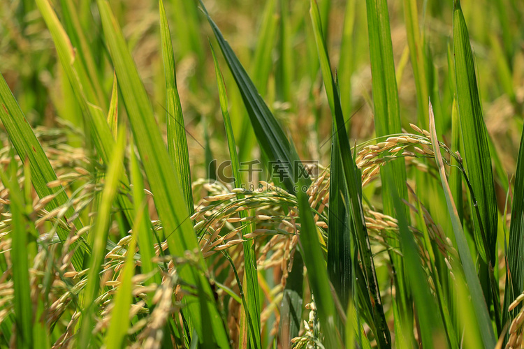 柔和日出光下黄绿色稻田的近景