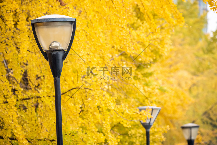 背景银杏树上有黄叶的街灯柱