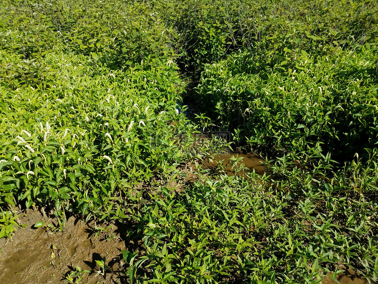 湿地或沼泽环境中的泥水和绿色植