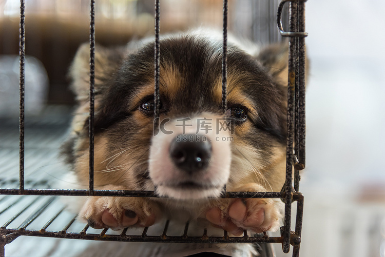 小狗在笼子里的狗悲伤