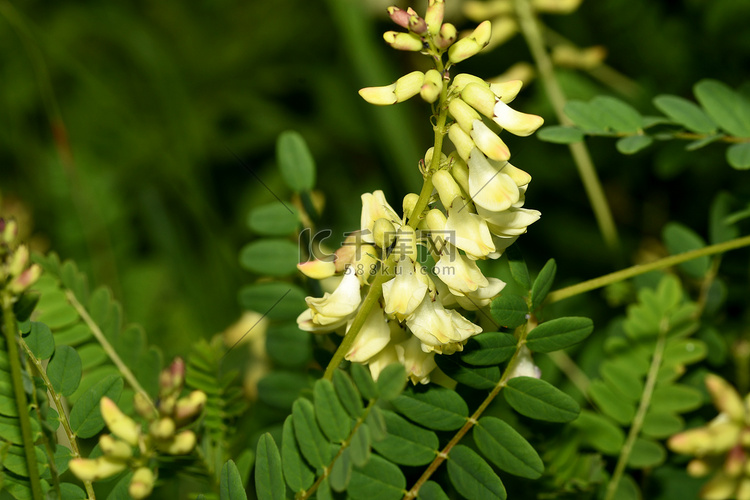 黄芪 serpoplodny 在森林里的花