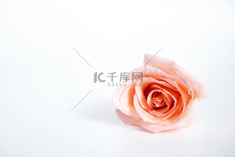 单朵粉红色玫瑰花的顶视图，在白