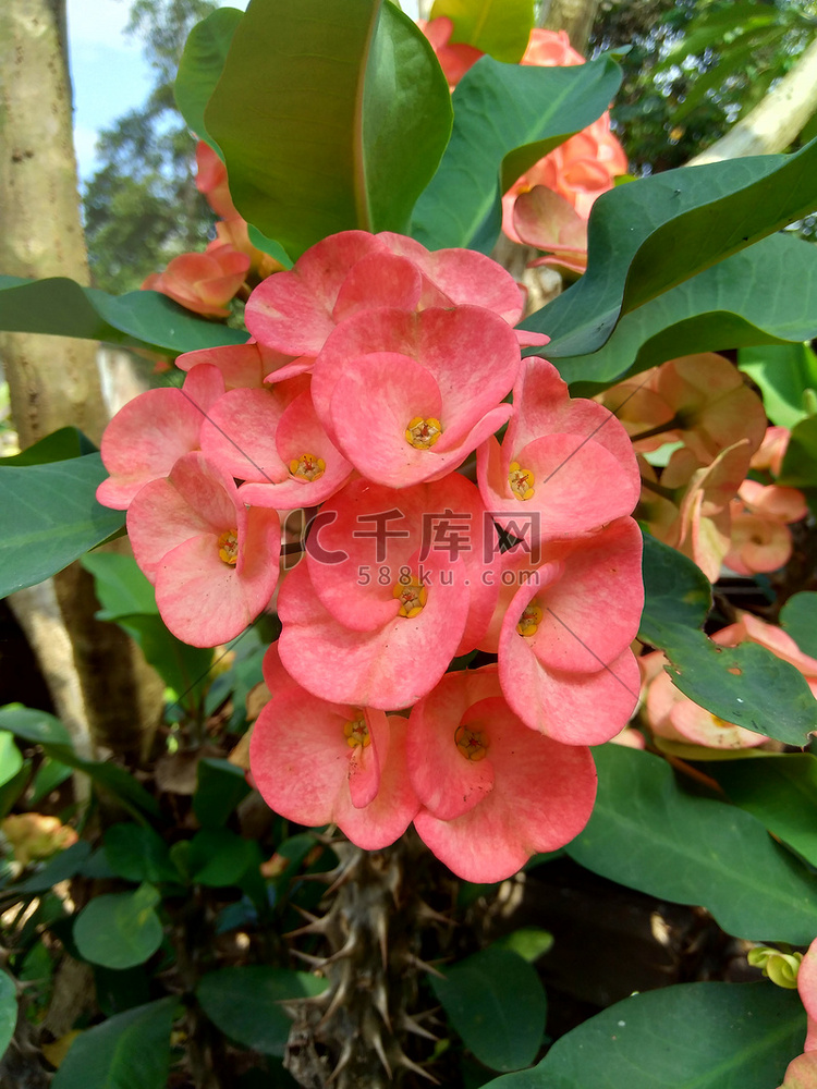 特写大戟（荆棘冠冕，基督植物，