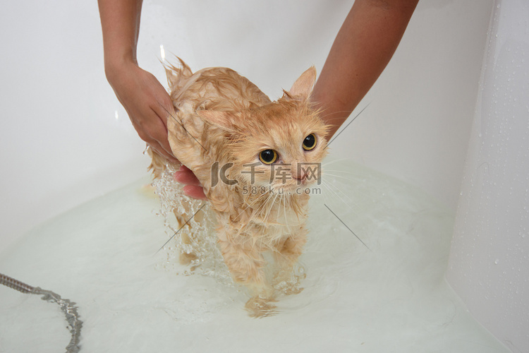 女主人给一只家猫洗澡，猫站在水