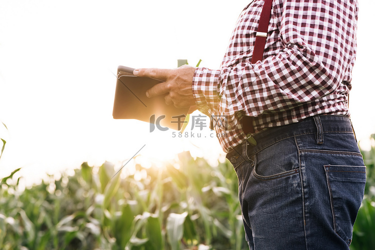 带着数字平板电脑的高级农民在玉