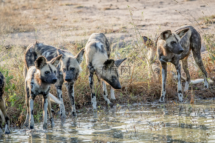 一群非洲野狗在喝水。