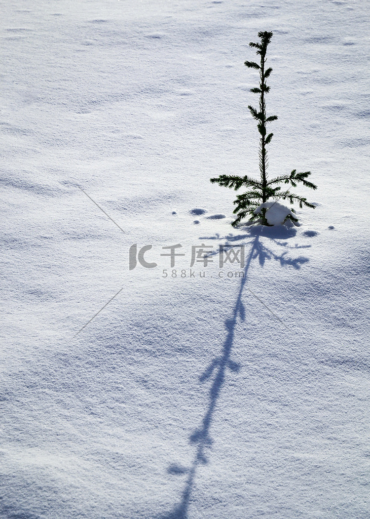 雪上有长长影子的小树
