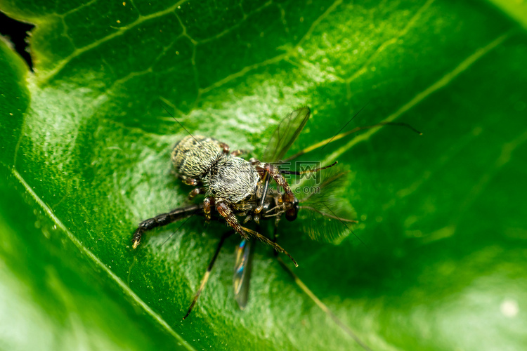 蜘蛛吃蚊子的宏观