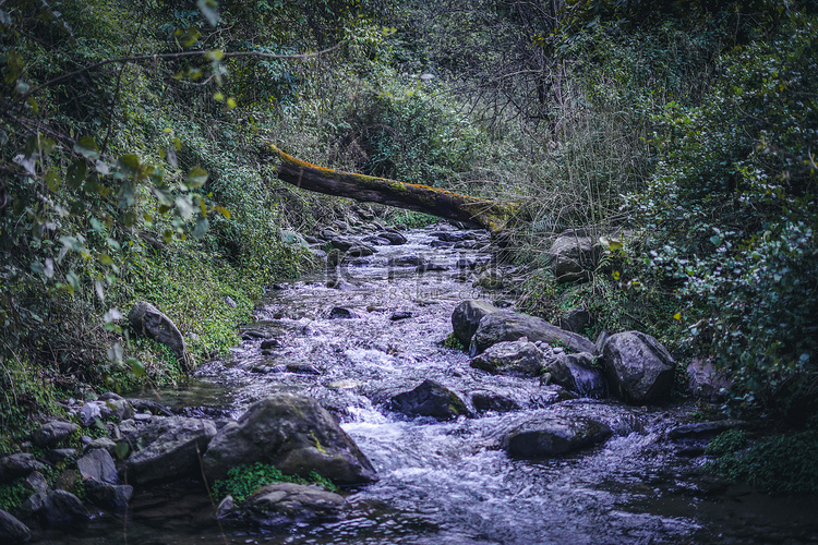 早春森林中，一条河流流过一座简