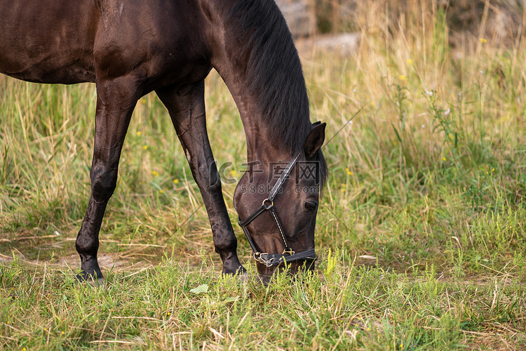 田野上一匹美丽整洁的黑马的肖像