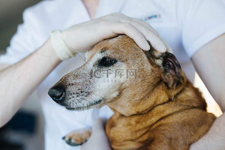 兽医检查一只老红狗的牙齿。