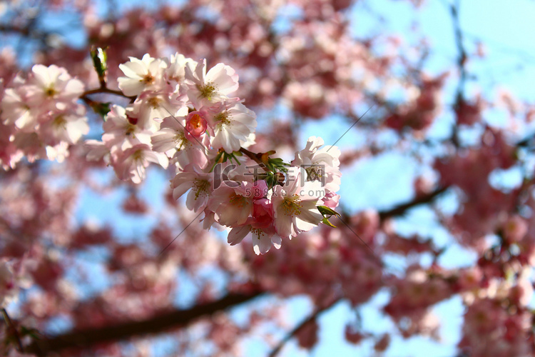 春天蓝天前粉红色的花朵