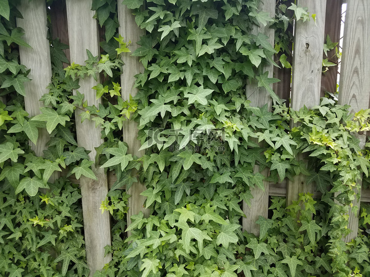 绿色常春藤在木栅栏上留下藤蔓