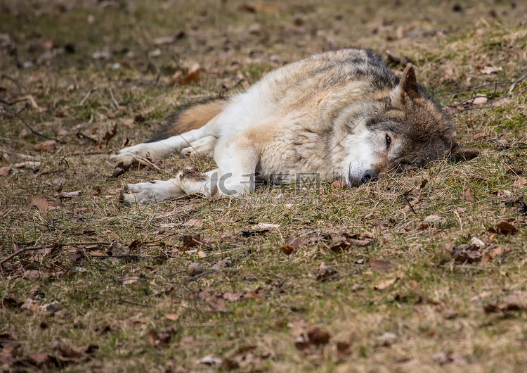夏天德国鹿园的一只狼（犬红斑狼