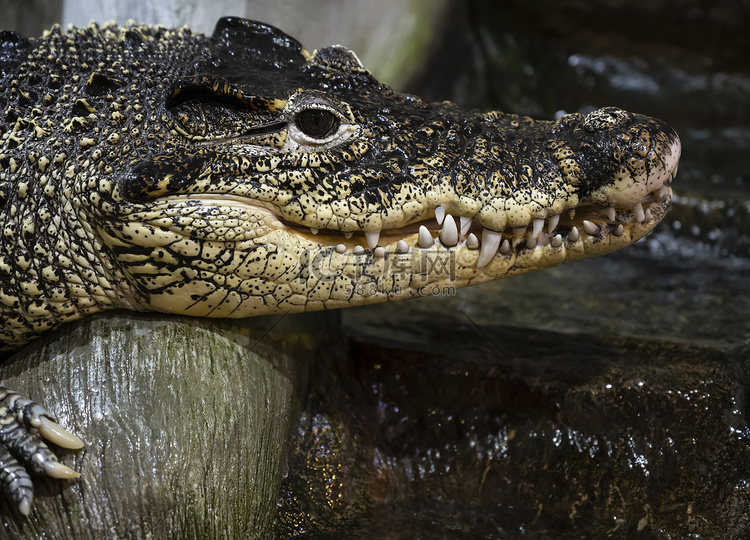 动物园里一只大鳄鱼特写镜头的头
