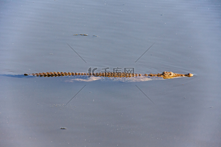 尼罗河鳄鱼 Crocodylus niloticus 13506
