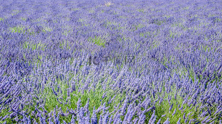 法国南部普罗旺斯薰衣草花的种植