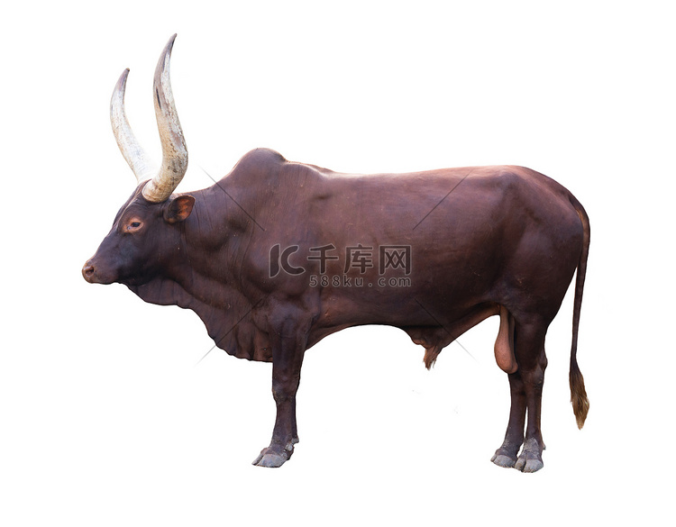 孤立在白色背景上的 ankole watusi