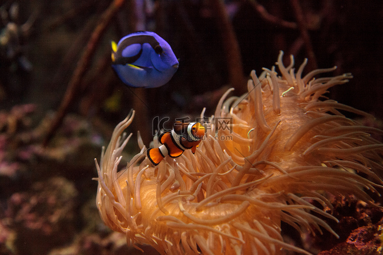 小丑鱼 Amphiprioninae 和皇家蓝唐鱼