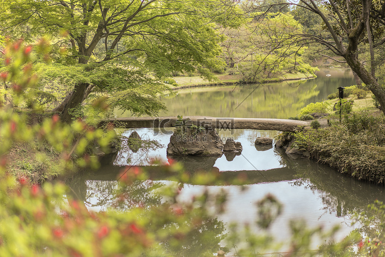 日本石桥和六义园池塘上的花散景