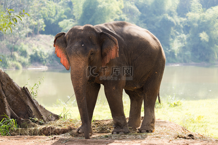 老挝大象保护区，大象站在河边背