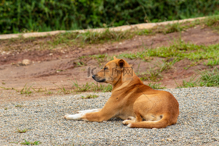 一只棕色的狗躺在花园里的地上。