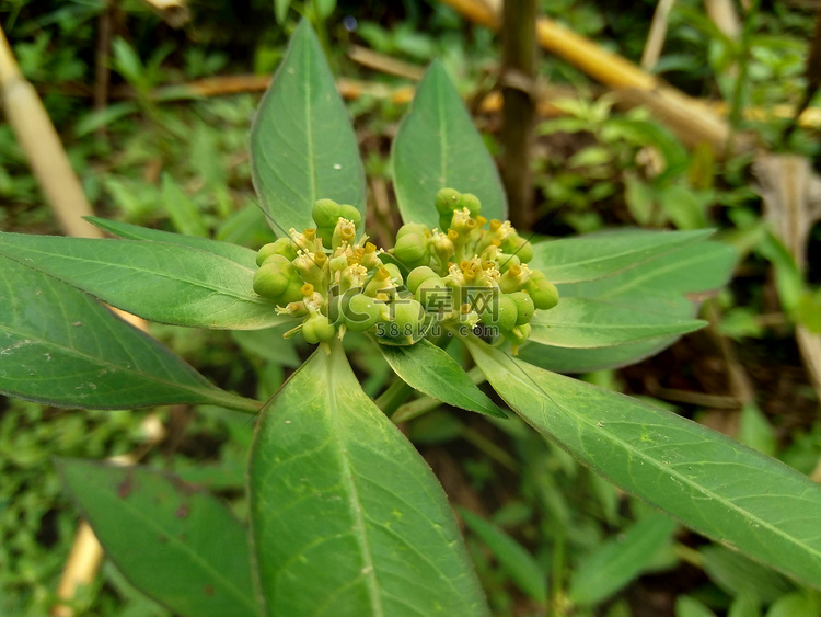 特写绿色彩绘大戟（大戟、火植物